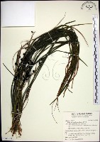 麥門冬藏品圖，第1張