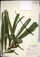 山棕藏品圖，第1張