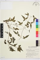 臺灣鐵線蓮藏品圖，第2張