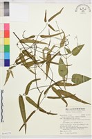 柱果鐵線蓮藏品圖，第1張