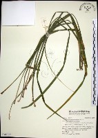 麥門冬藏品圖，第1張