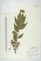 臺灣馬桑藏品圖，第1張