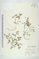 星果佛甲草藏品圖，第1張