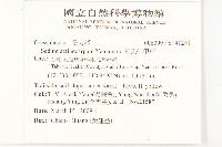 星果佛甲草藏品圖，第2張