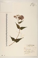 登錄號:S141304藏品圖，第1張