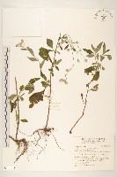 一枝香藏品圖，第1張