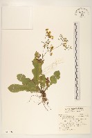 刀傷草藏品圖，第1張