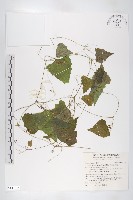 黑果馬交兒藏品圖，第1張