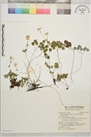 大花傅氏唐松草藏品圖，第1張