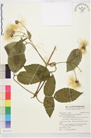 銹毛鐵線蓮藏品圖，第1張