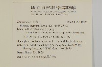 裂葉艾納香藏品圖，第2張