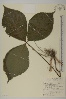 臺灣及己藏品圖，第1張