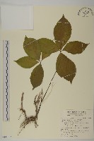 臺灣及己藏品圖，第1張