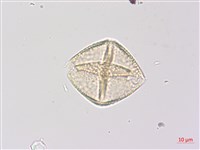 三葉山香圓藏品圖，第2張