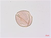 三葉山香圓藏品圖，第4張