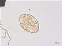 三葉山香圓藏品圖，第5張