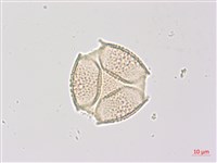 三葉山香圓藏品圖，第6張