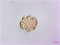 隱藥鼠尾草藏品圖，第1張