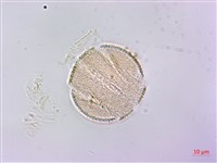 隱藥鼠尾草藏品圖，第2張