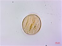 隱藥鼠尾草藏品圖，第3張