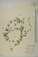 阿里山繁縷藏品圖，第1張