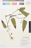 亨利氏鐵線蓮藏品圖，第1張