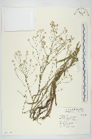 掃帚菊藏品圖，第1張