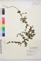 小葉黃鱔藤藏品圖，第1張