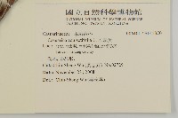 木麻黃藏品圖，第2張