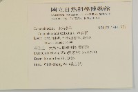 木麻黃藏品圖，第2張