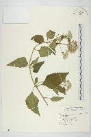 香澤蘭、飛機草藏品圖，第1張