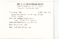 香澤蘭、飛機草藏品圖，第2張