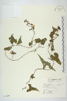 菜欒藤藏品圖，第1張