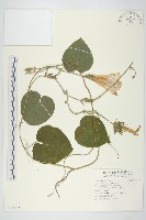 銳葉牽牛藏品圖，第1張