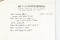 銳葉牽牛藏品圖，第2張