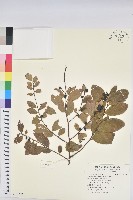 土密樹藏品圖，第1張