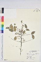 多花油柑、白仔藏品圖，第1張