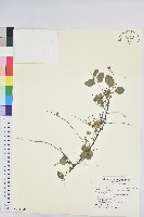 多花油柑、白仔藏品圖，第1張