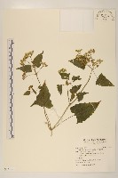 小花蔓澤蘭藏品圖，第1張