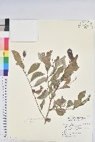 細葉饅頭果藏品圖，第1張