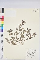 乳仔草、大飛揚藏品圖，第1張