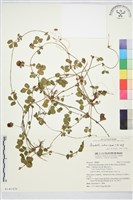 登錄號:S141426藏品圖，第1張