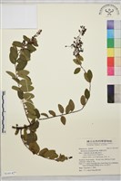 多葉勾兒茶藏品圖，第1張