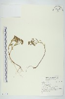 登錄號:S141443藏品圖，第1張