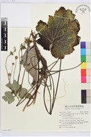 小白頭翁、野棉花藏品圖，第1張