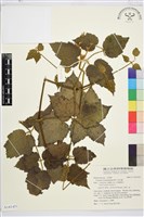 毛木通藏品圖，第1張