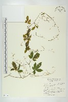 毛絞股藍藏品圖，第1張