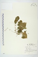 登錄號:S141476藏品圖，第1張