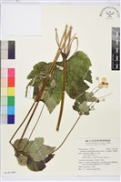 小白頭翁、野棉花藏品圖，第1張