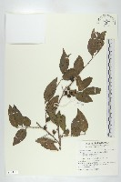 毛葉柿藏品圖，第3張